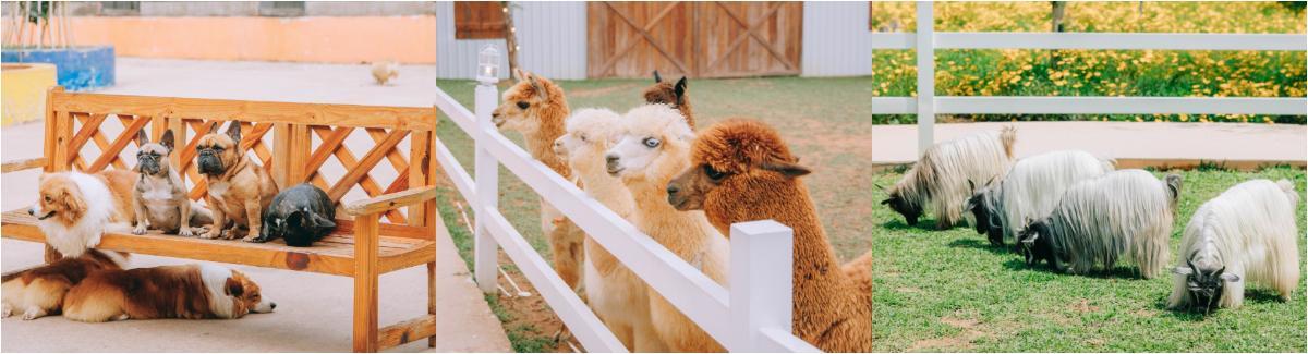 TOUR LONG XUYÊN – ĐÀ LẠT 3N3Đ gallery 6