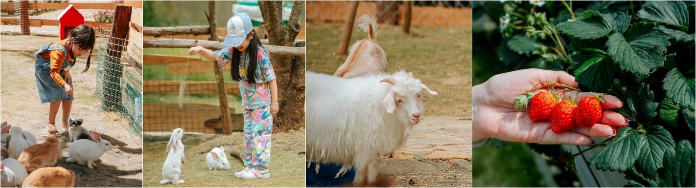 TOUR LONG XUYÊN – ĐÀ LẠT 3N3Đ gallery 9